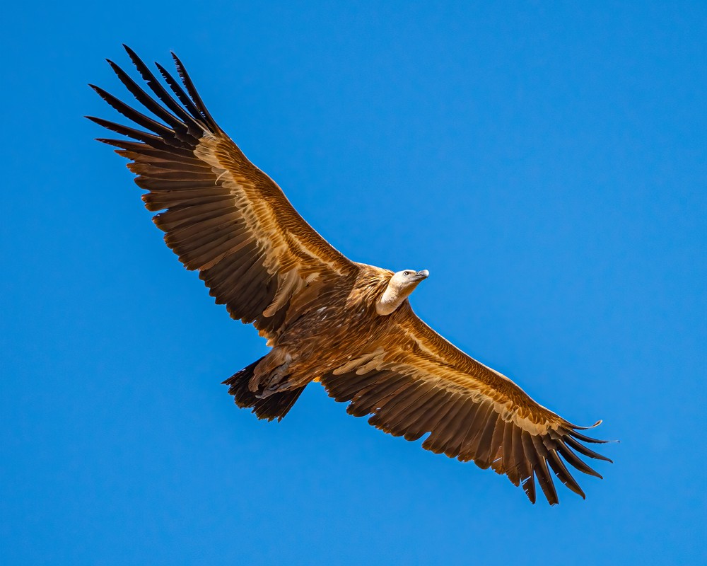 voltor comú gyps fulvus world nature