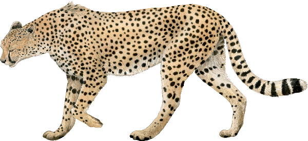 Guepard (Acinonyx jubatus). Grans Felins. World Nature (WN).Dibuix: Toni Llobet.