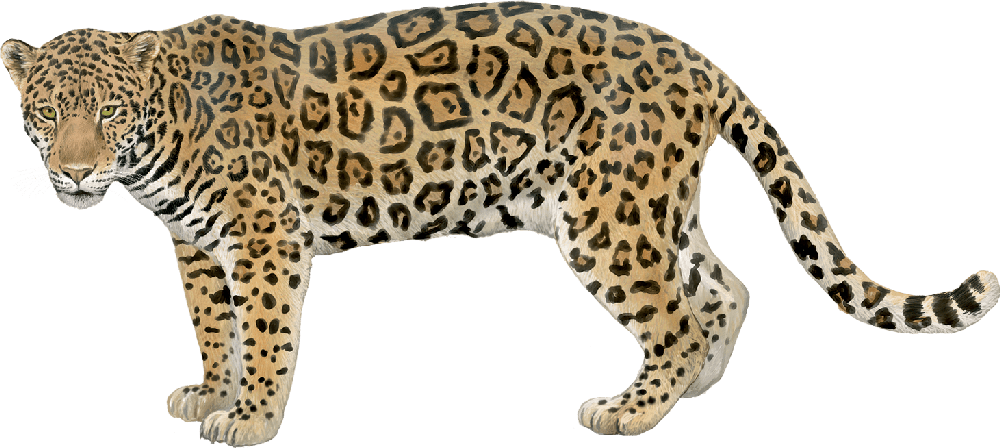 JAGUARD-Panthera-onca-Grans-Felins-WN