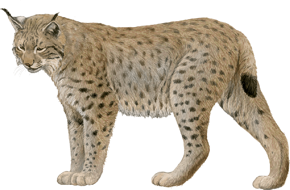 LINX-Lynx-lynx-Grans-Felins-WN