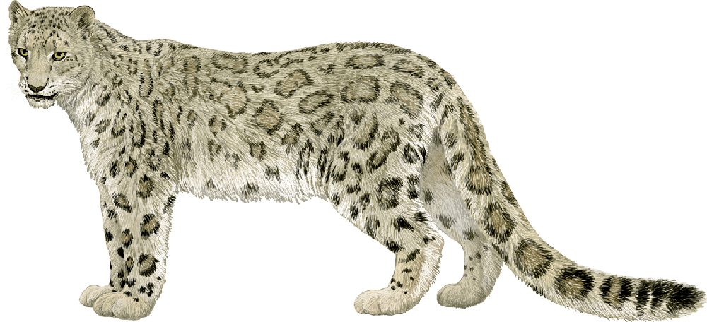 LLEOPARD DE LES NEUS-Panthera-uncia-uncia-Grans-Felins-WN