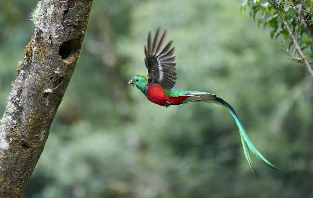 Espècies en extinció: la pressió humana n’és la causa principal.