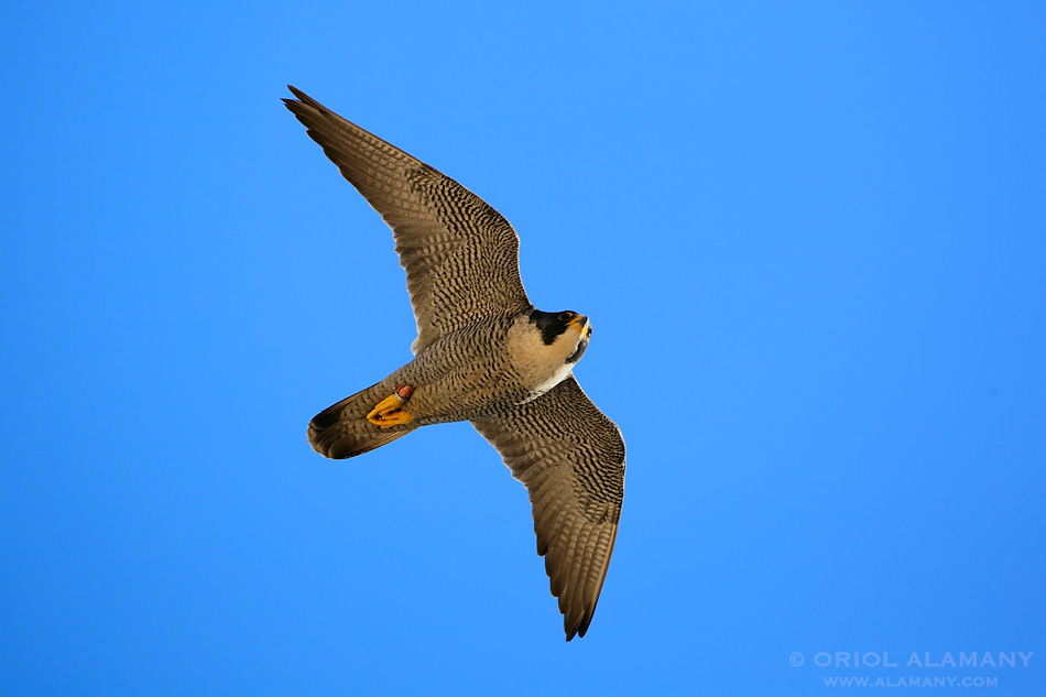 Llibre: Falcons de Barcelona del fotògraf i naturalista Oriol Alamany