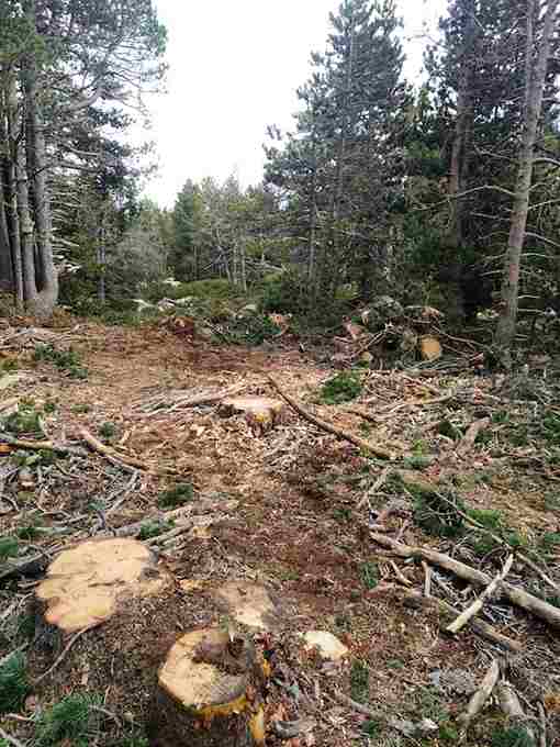 Tala destructiva a Ger de Cerdanya dins zona ZEPA i Xarxa Natura 2000