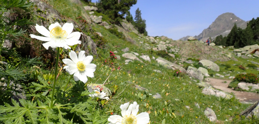 Muntanya i Natura