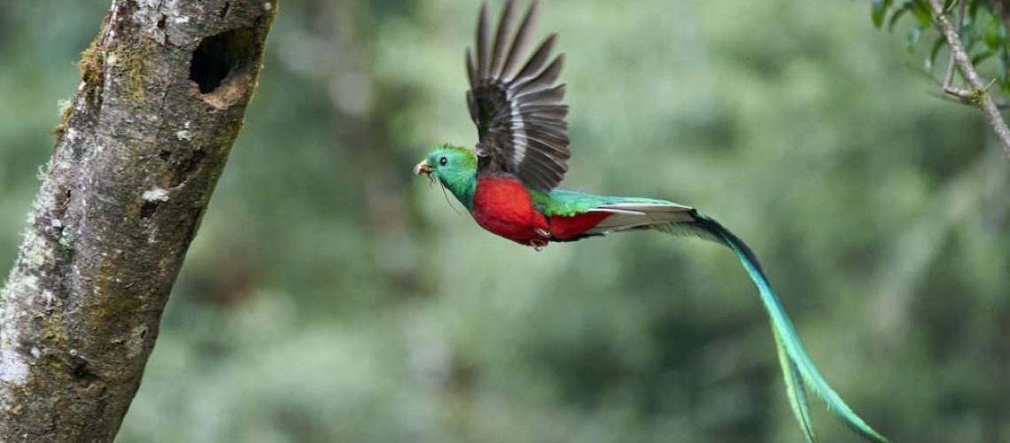 Resplendent Quetzal