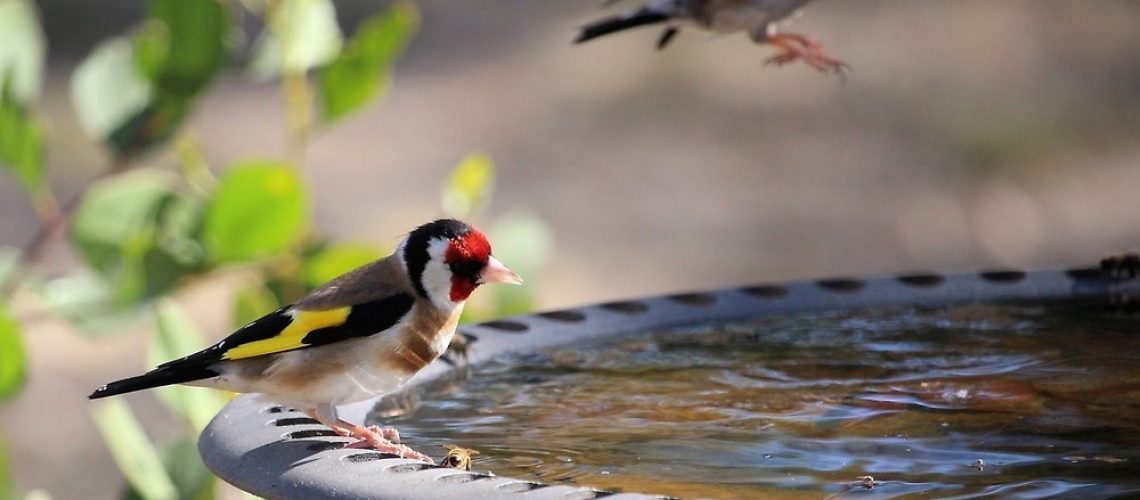 cadernera-Carduelis-carduelis-en-una-font-aigua