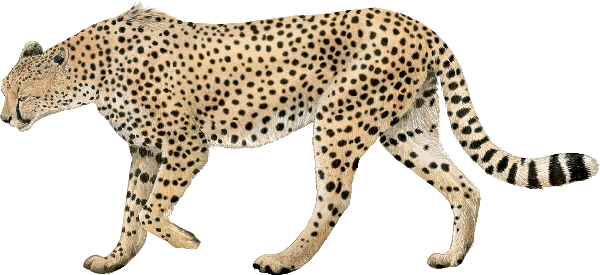 Guepardo (Acinonyx jubatus). Grandes Felinos. World Nature (WN).Dibujo: Toni Llobet.