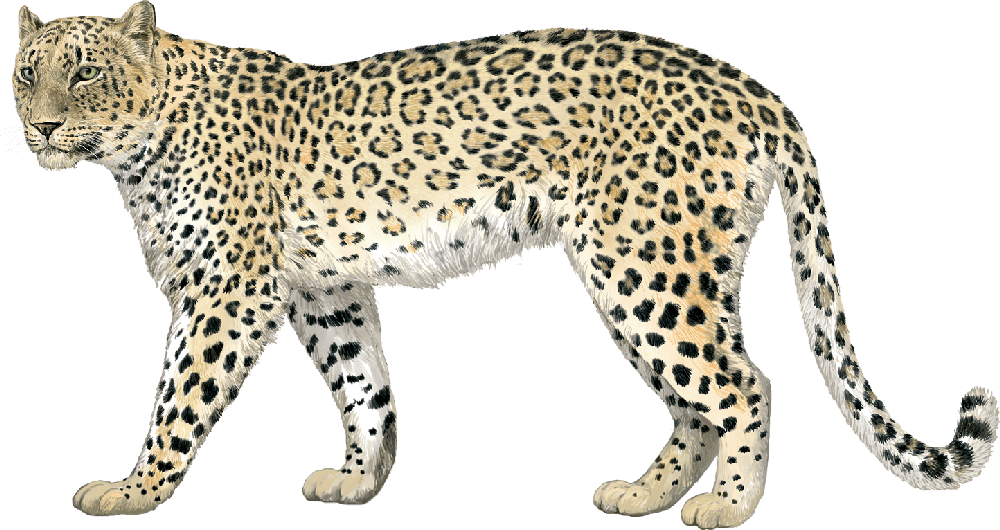 LLEOPARD-Panthera-pardus-Grans-Felins-WN